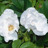 Троянда Ругоза Альба (Rosa rugosa 'Alba')